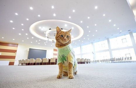 Кот-путешественник Симба посетил уникальный кампус ДВФУ